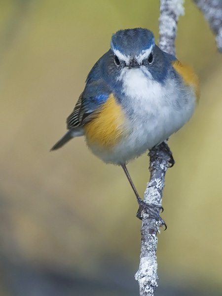 Sinipyrstö, Red-flanked Bluetail, Tarsiger cyanurus